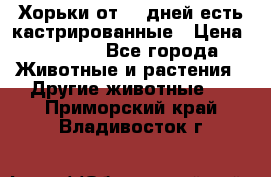   Хорьки от 35 дней есть кастрированные › Цена ­ 2 000 - Все города Животные и растения » Другие животные   . Приморский край,Владивосток г.